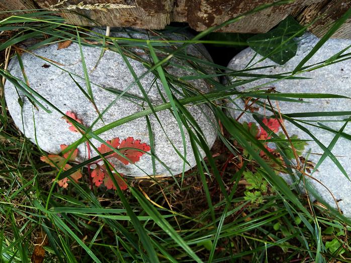 995 feuilles rouges sur les galets