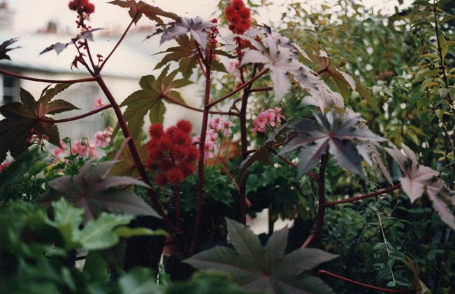 96ricins geraniums novembre 96