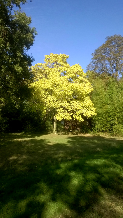 Arbre jaune