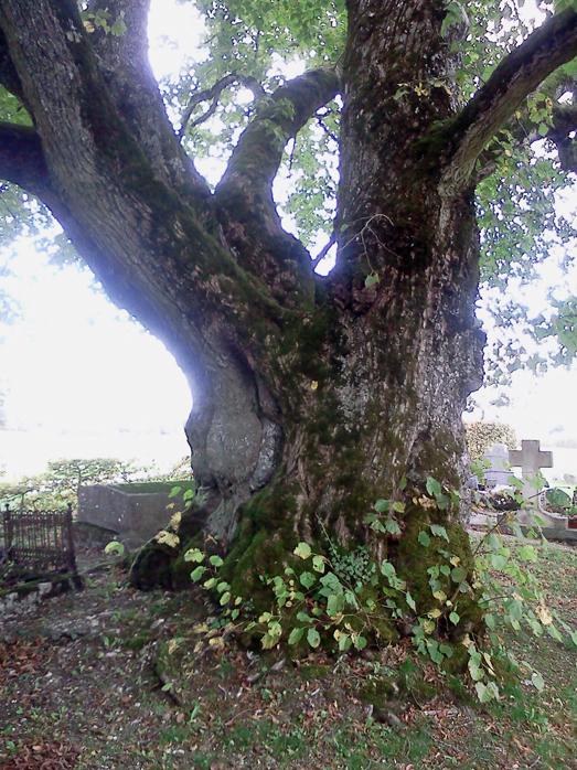 Arbre remarquable a