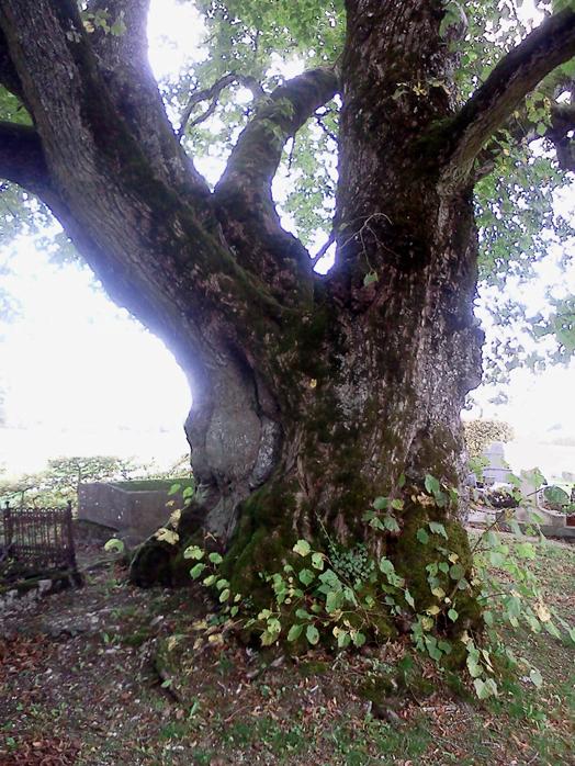 Arbre remarquable c