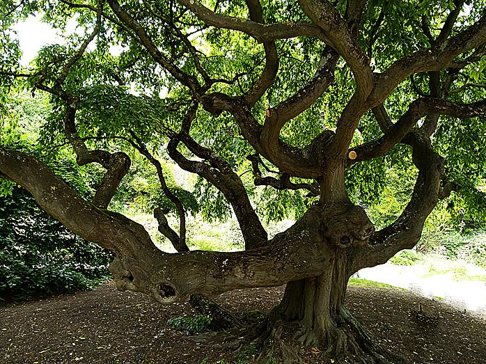 Arbre remarquable