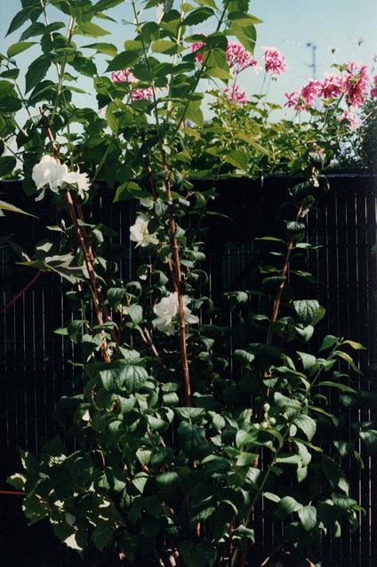 97seringat geraniums roses aout 1997