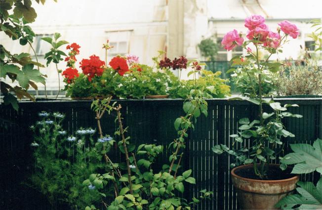 98nigelles geranium rosier juillet 1998