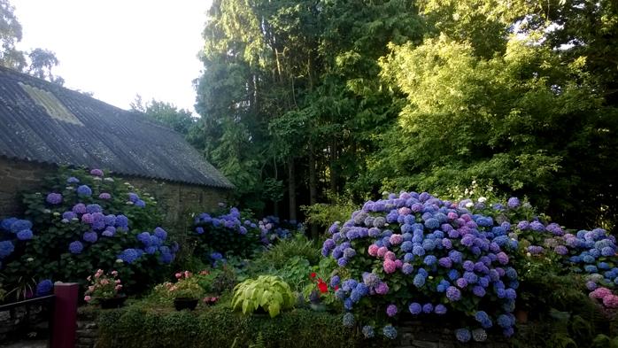 Hortensias