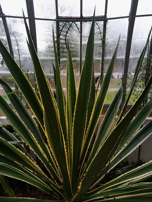 Le jardin des plantes f