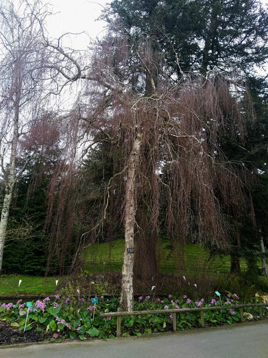 Le jardin des plantes j