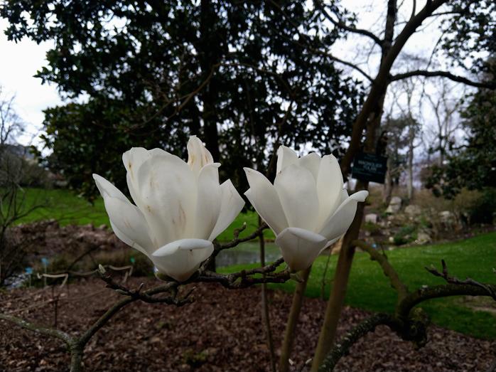 Le jardin des plantes m