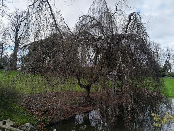 Le jardin des plantes n