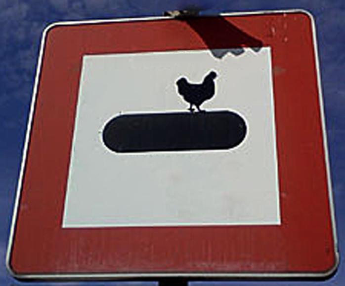 Une poule