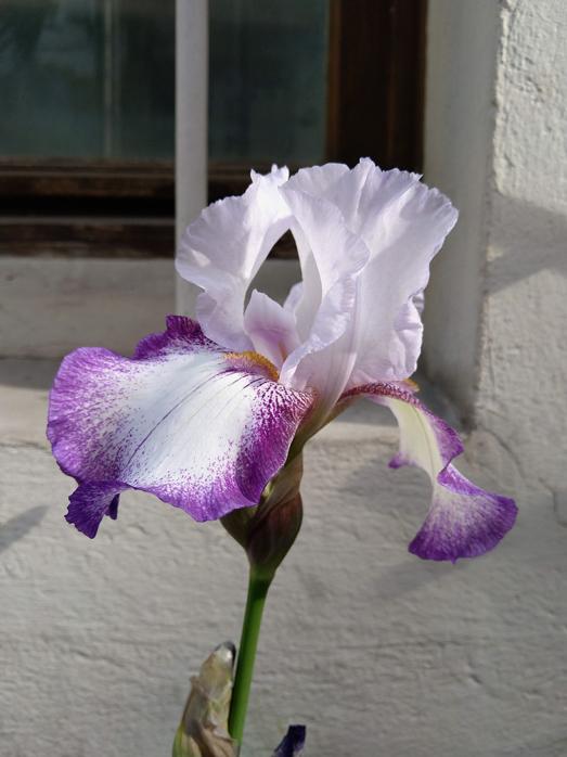 Vdt f iris